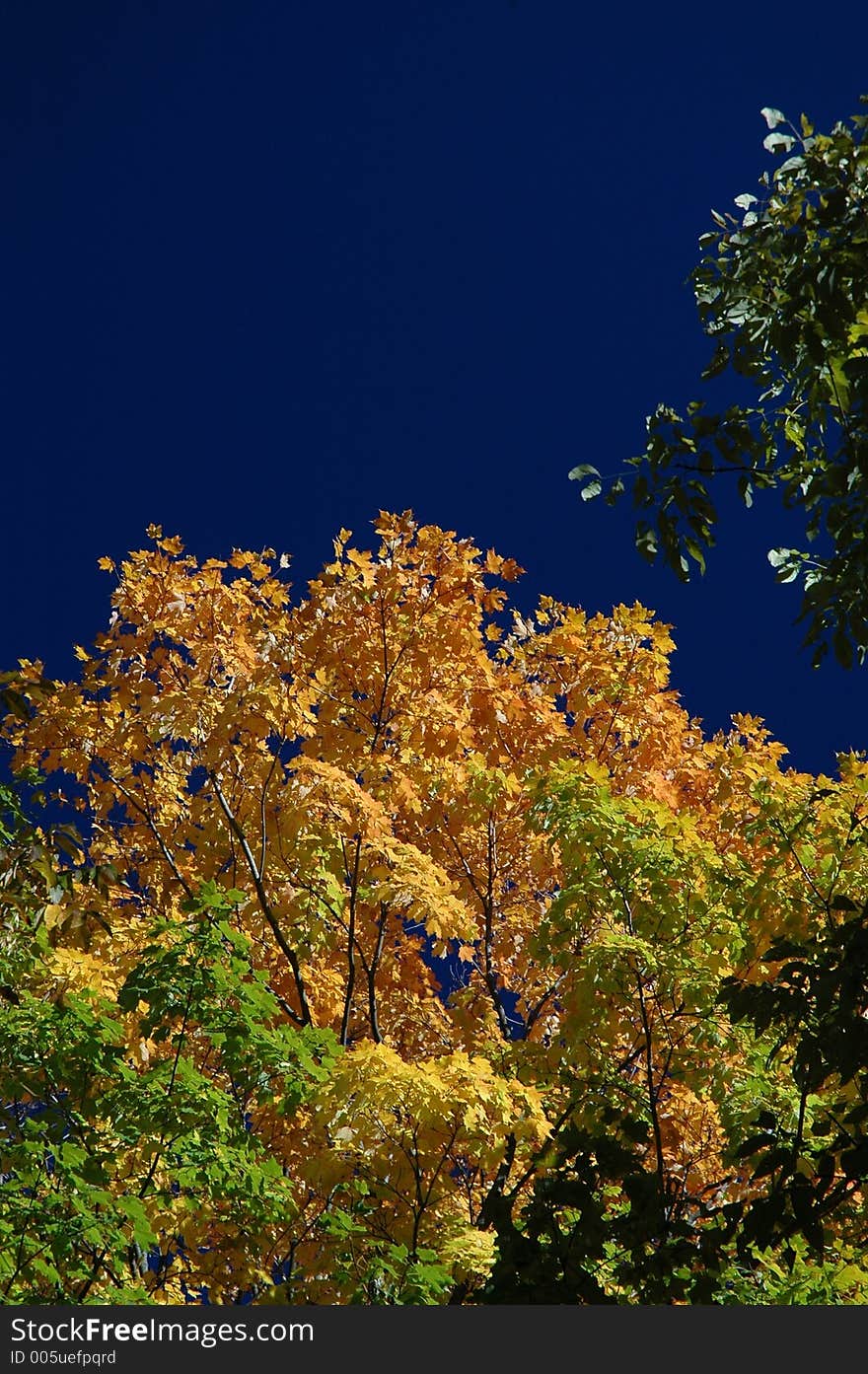 Green and orange leaves against a deep blue sky. Crawford Lake Conservation Area, Ontario. Green and orange leaves against a deep blue sky. Crawford Lake Conservation Area, Ontario.