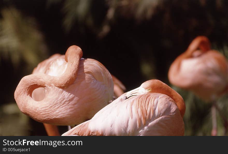 Flamingos