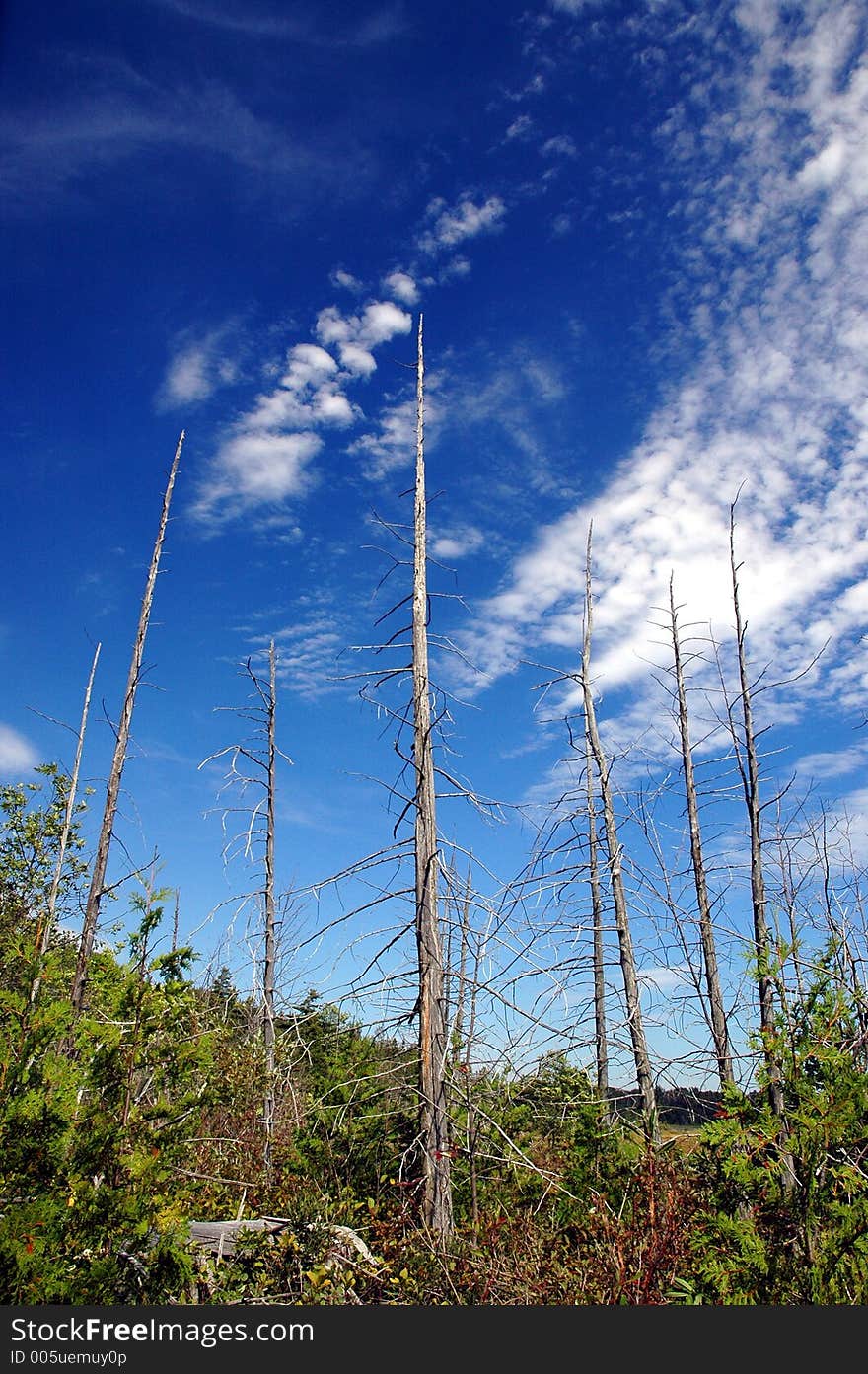 Dry trees reaching towards the sky. Tobermory, Ontario. Dry trees reaching towards the sky. Tobermory, Ontario.