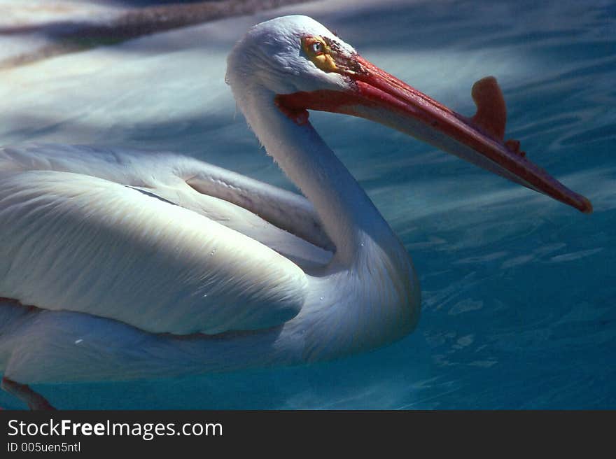 Pelican