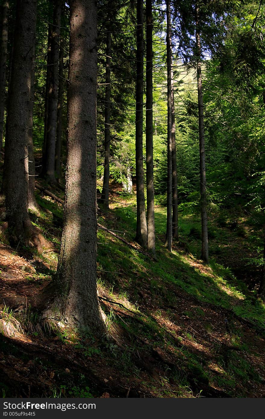 Light in ancient green forest. Light in ancient green forest