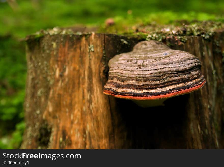 MUshroom on an tree log. MUshroom on an tree log