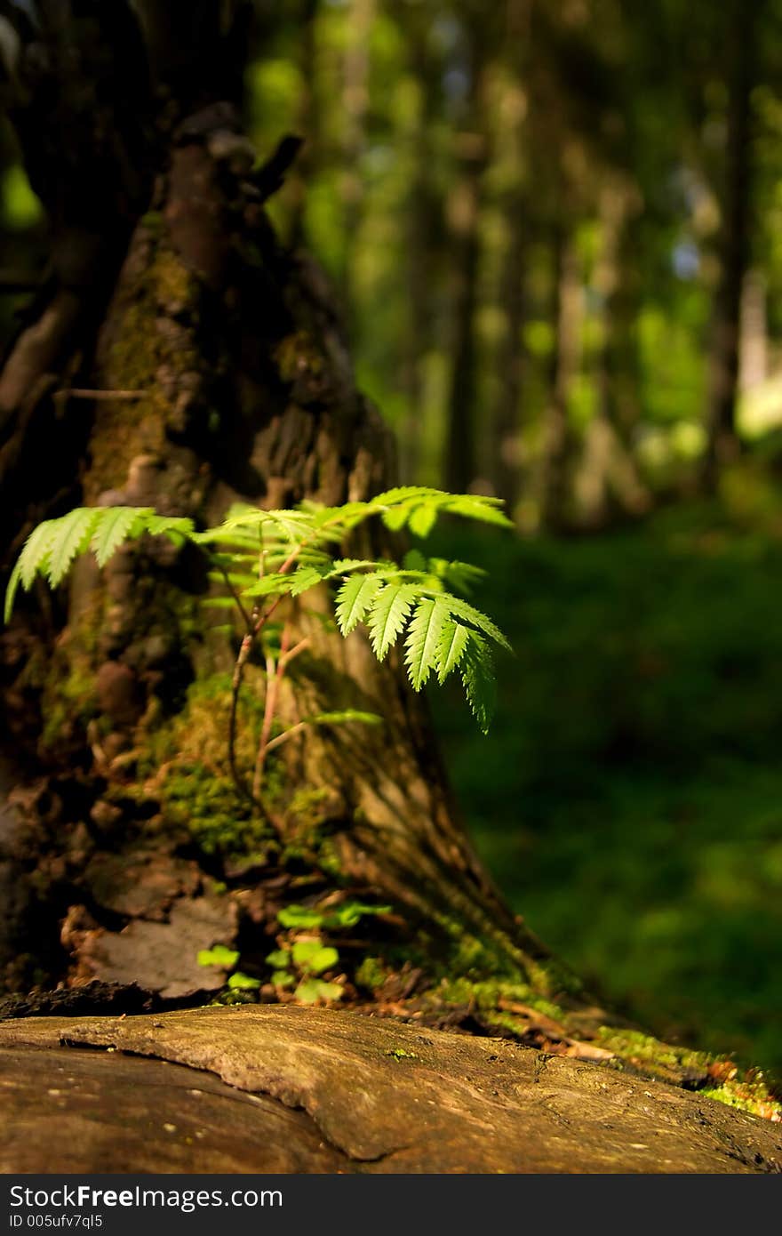 Tansy (tanacetum vulgare) in the ancient forest light. Tansy (tanacetum vulgare) in the ancient forest light