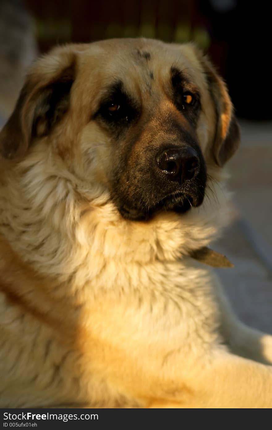 The watcher dog in the morning light