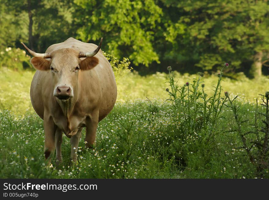 Cow eating in pasture. Cow eating in pasture