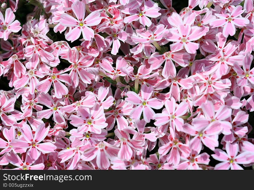 Hot pink flower. Hot pink flower