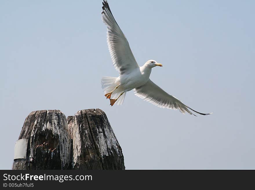 Seagull of Lagoon of Venice