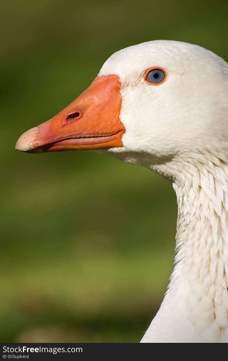 Portrait of a swan. Portrait of a swan