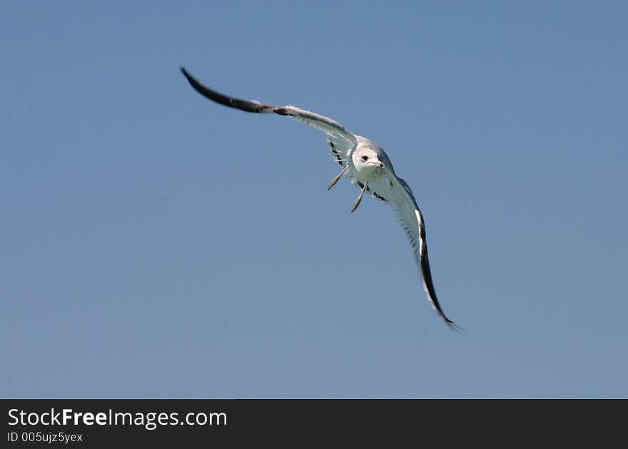 Seagull