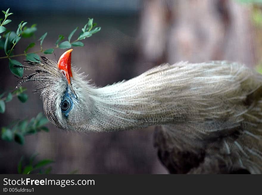 Close up of a blue eyed bird with plumage above beak