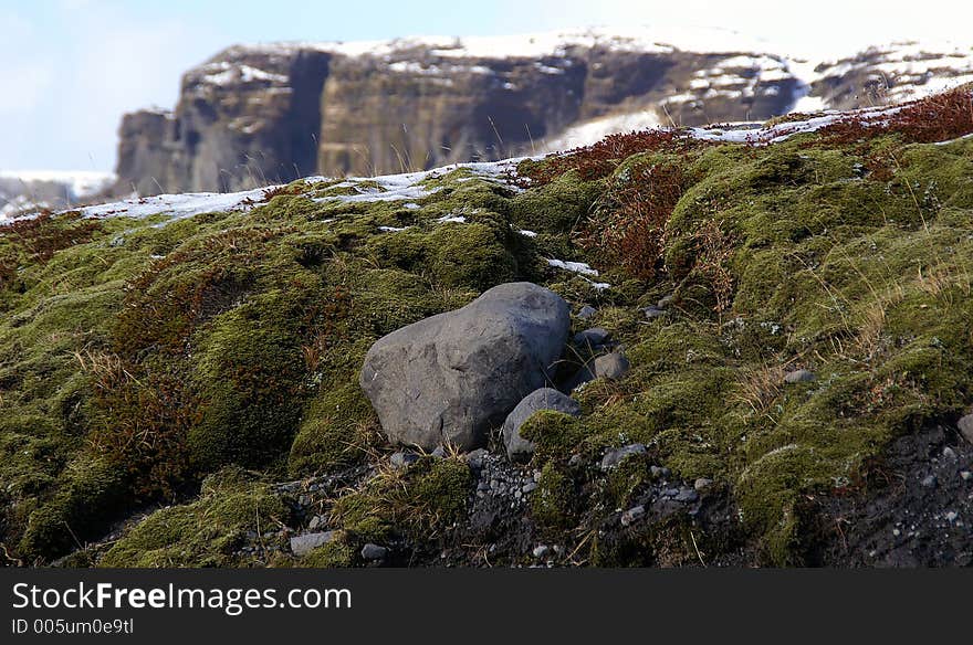 Icelandic Moss