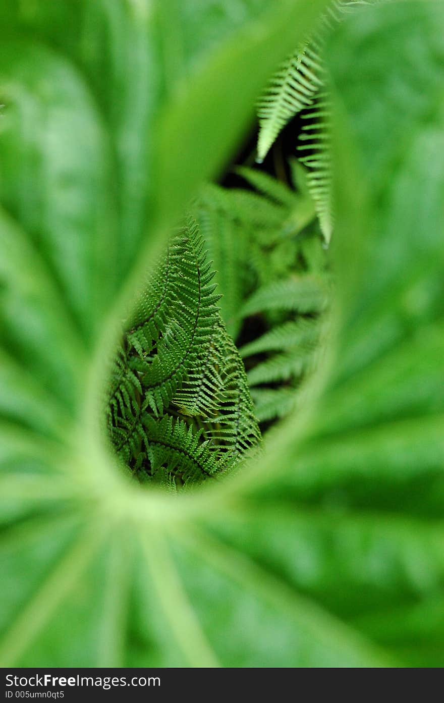 Green leaf in the gardens. Green leaf in the gardens