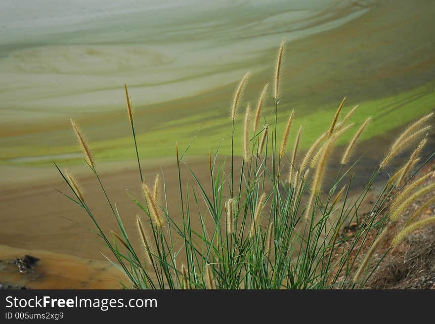 a grass and paddy field. a grass and paddy field