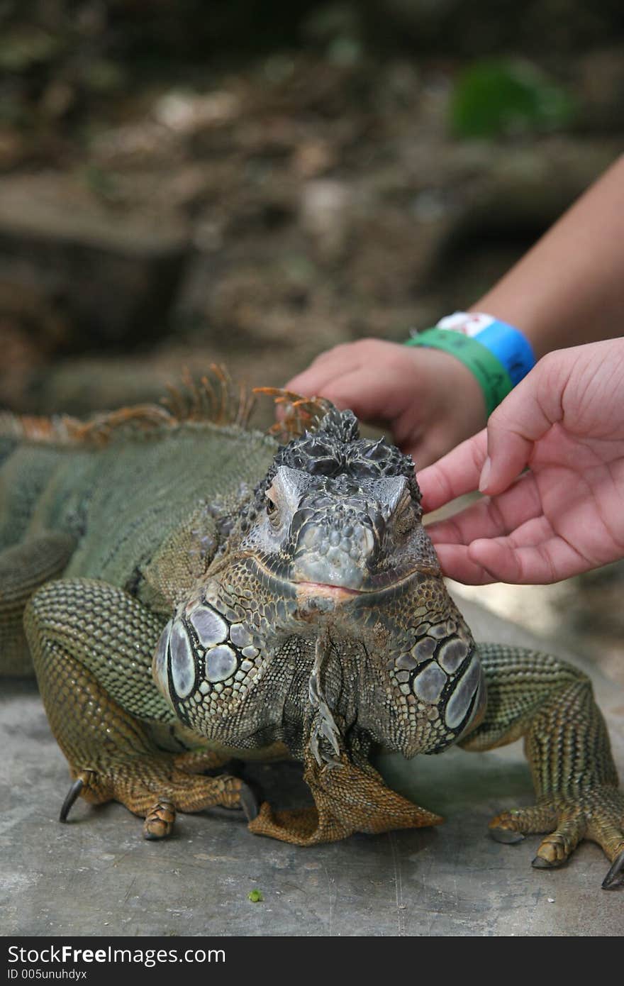 Kids petting a iguana