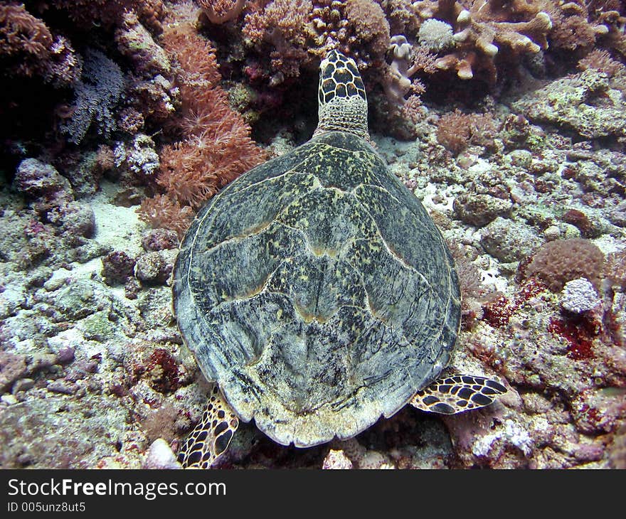 Back shot of a hawksbill turtle. Back shot of a hawksbill turtle