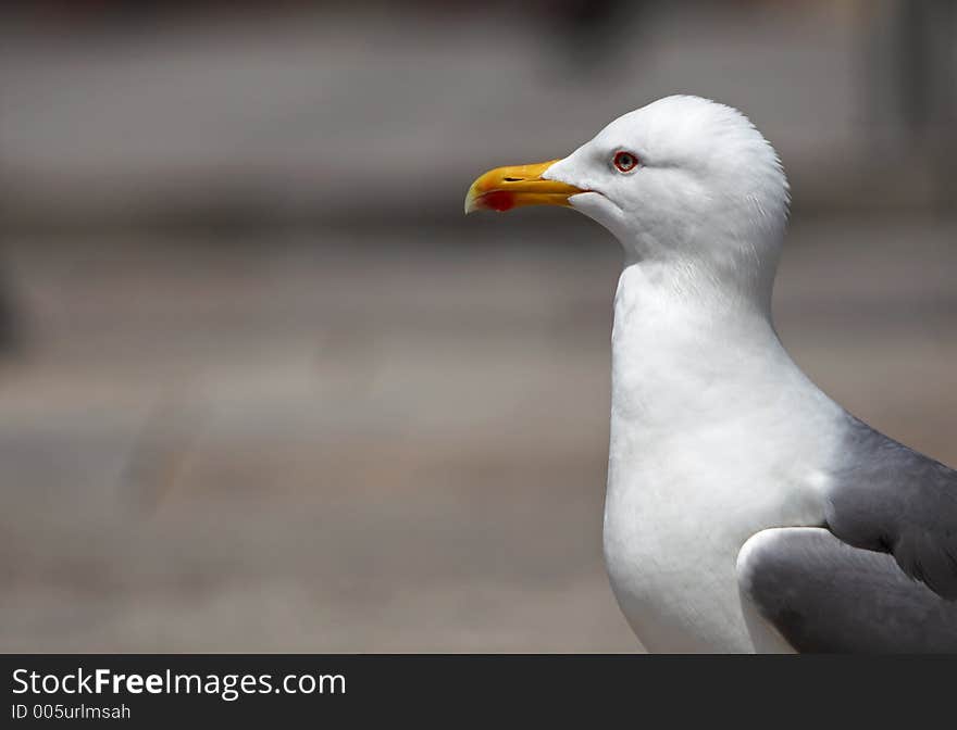 Seagull's profile