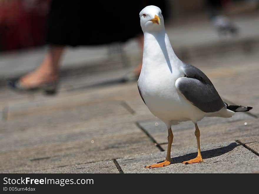 Seagull's portrait