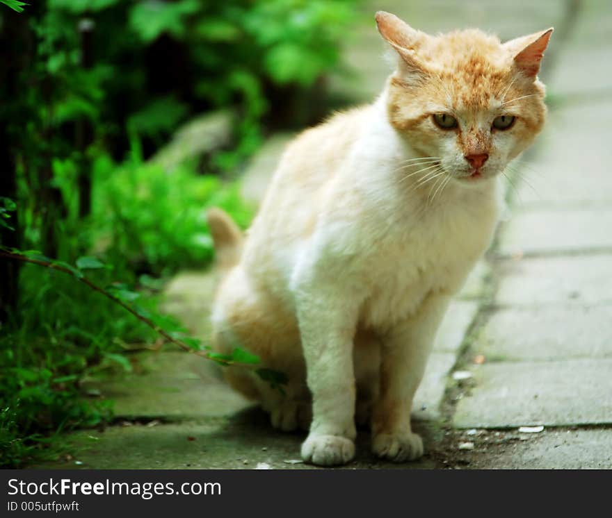 Beatiful cat in the green garden. Beatiful cat in the green garden