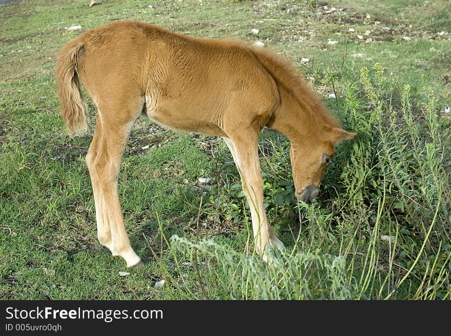 Young horse enjoying his meal, unmindful of his surroundings. Young horse enjoying his meal, unmindful of his surroundings