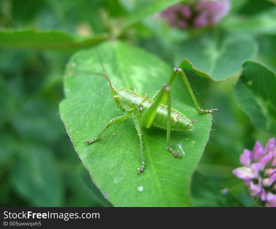 Green grasshopper