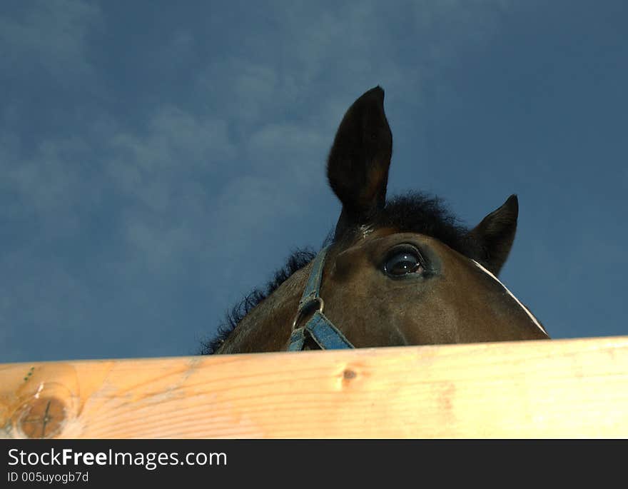 Horse looking over corall