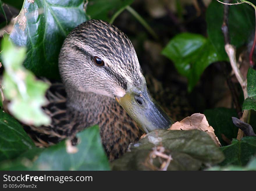 Duck Hiding