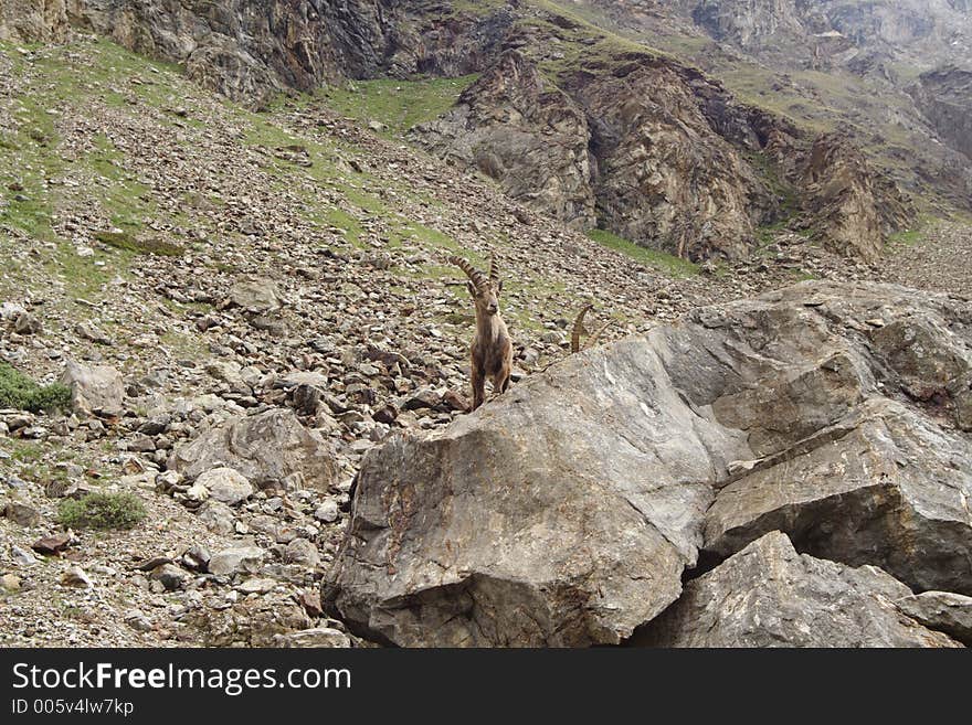 Wild steinbock or capra ibex in its 
daily activities. Wild steinbock or capra ibex in its 
daily activities