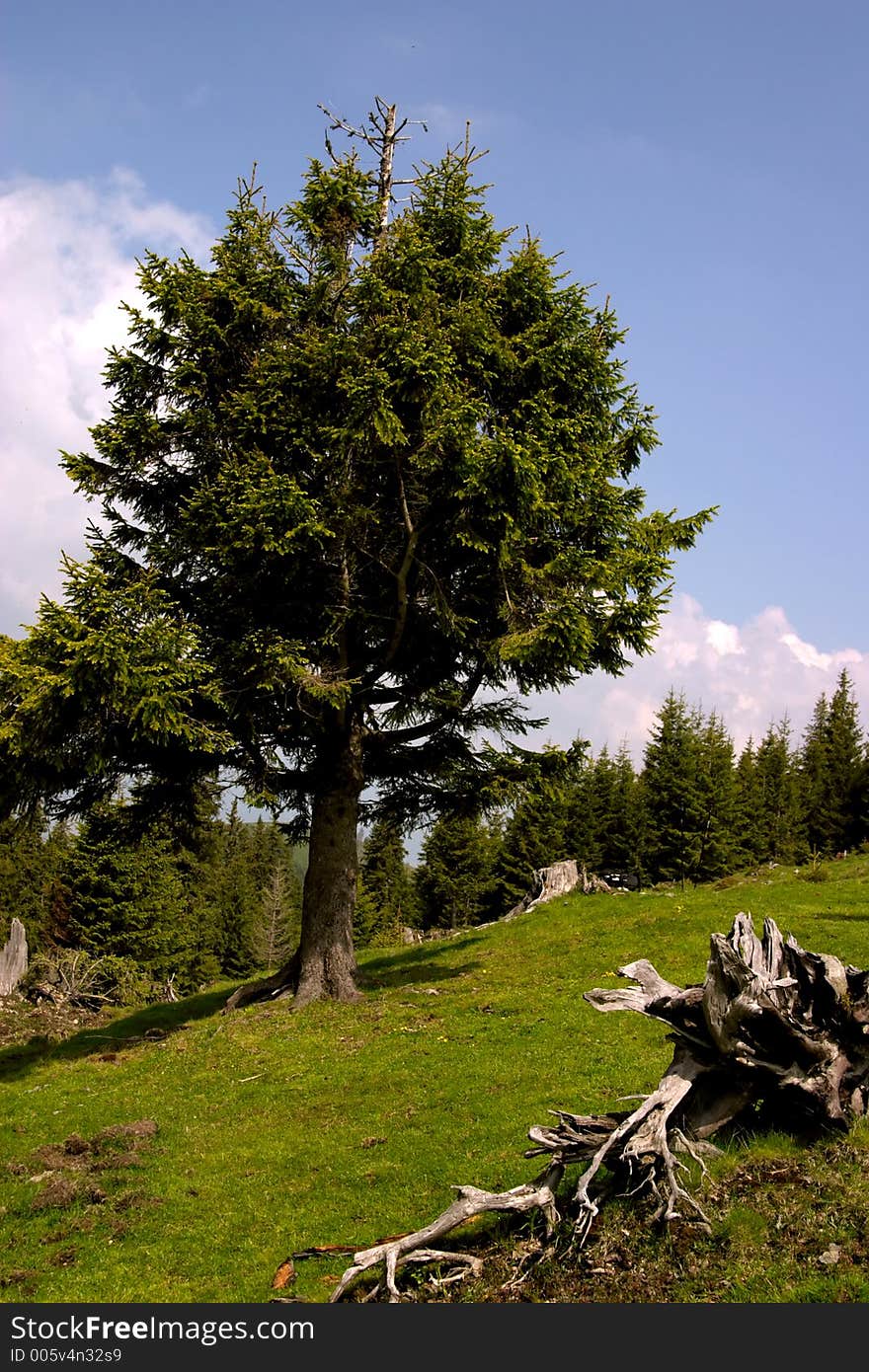 Mountain Tree