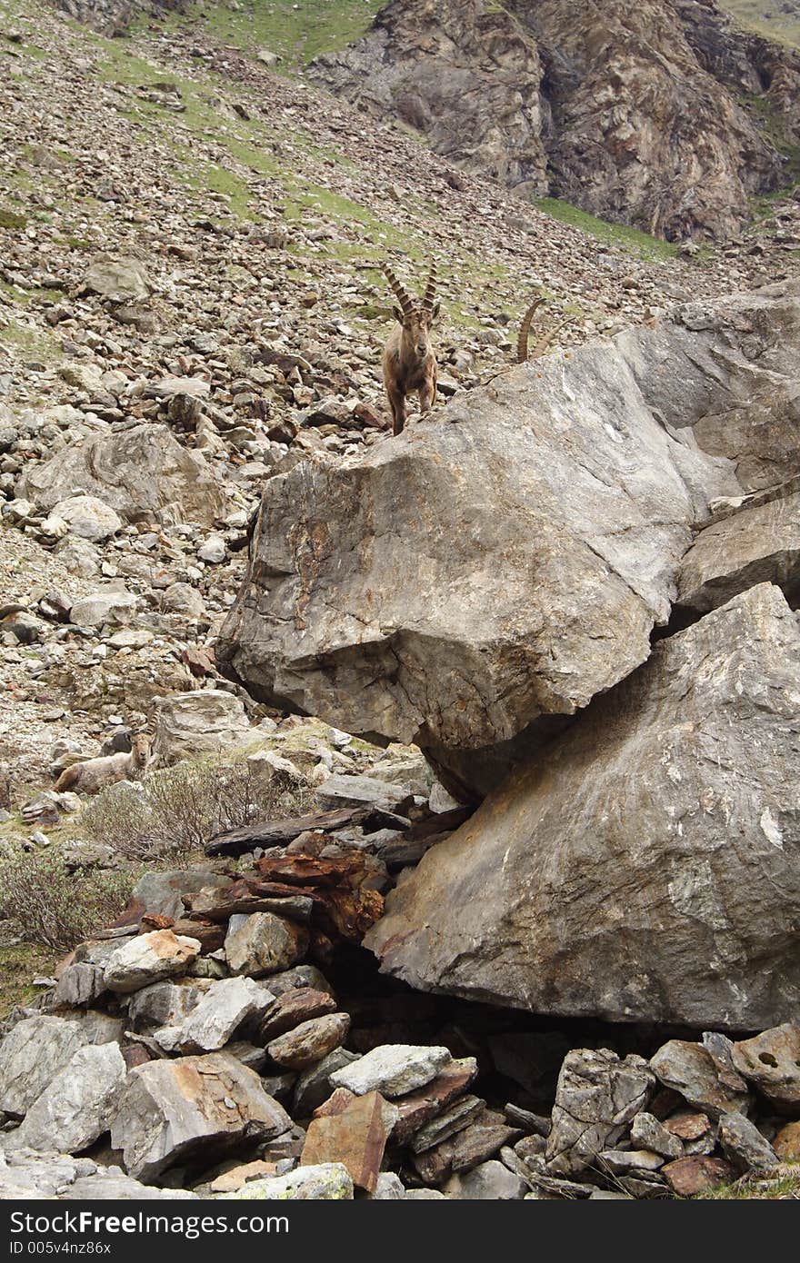 Wild steinbock or capra ibex in its daily activities. Wild steinbock or capra ibex in its daily activities