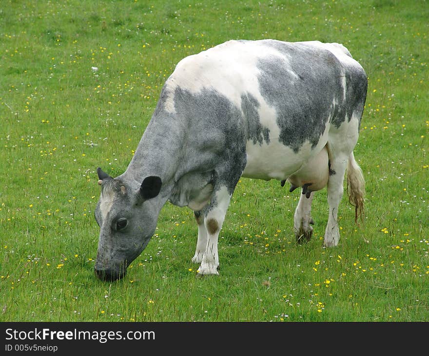 Cow grazing in Scotland