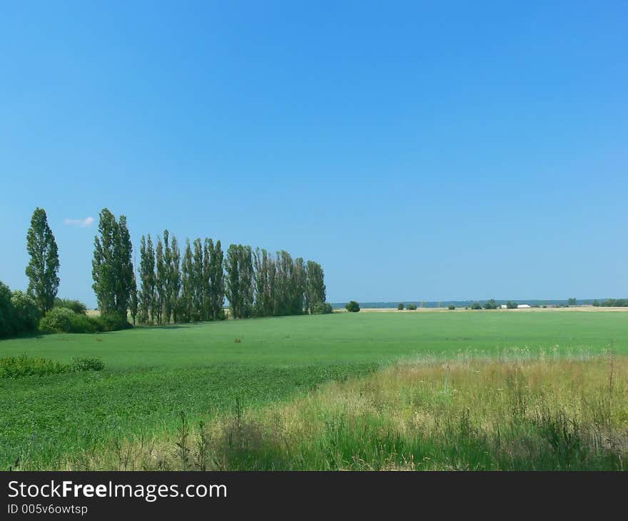 Summer field landscape