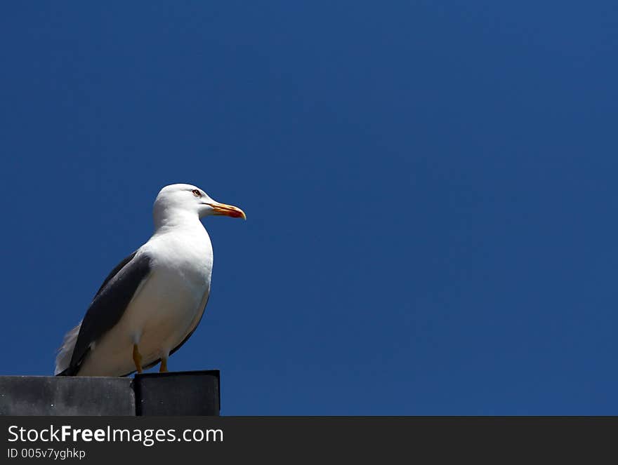 Seagull