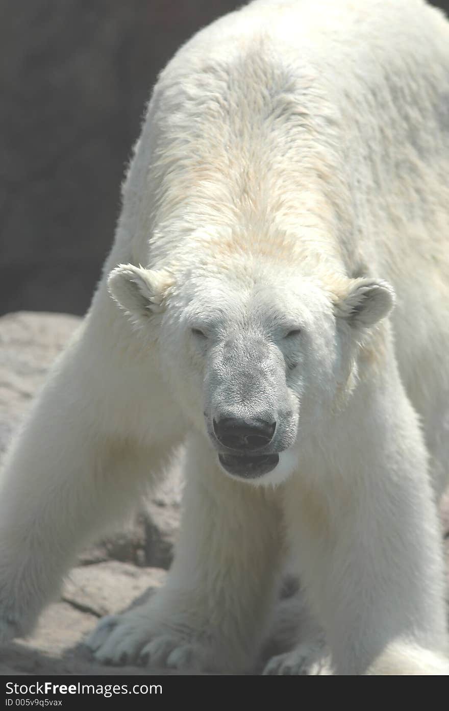 Polar Bear  4