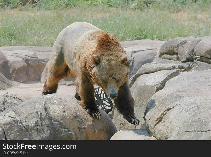 Brown Bear  2