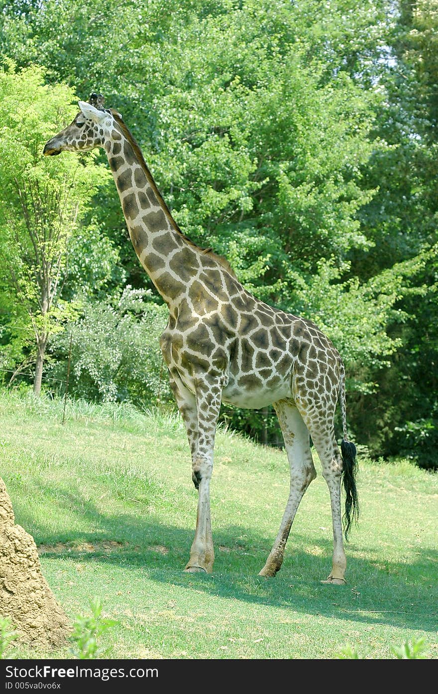 Giraffe at the zoo. Giraffe at the zoo