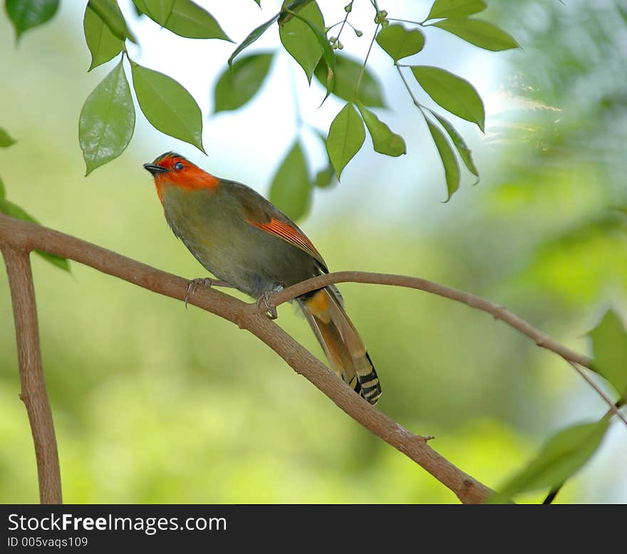 Pretty tropical bird at the zoo. Pretty tropical bird at the zoo.