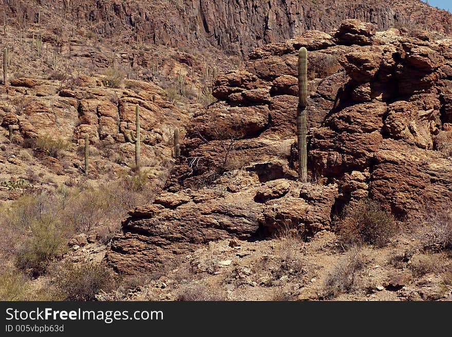 Saguaro country