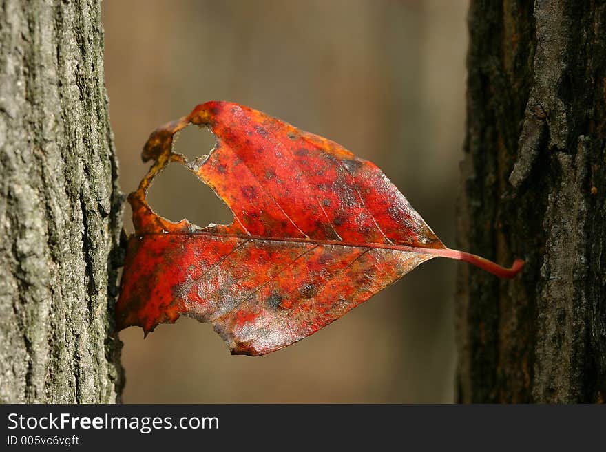 Red Leaf Hanging On