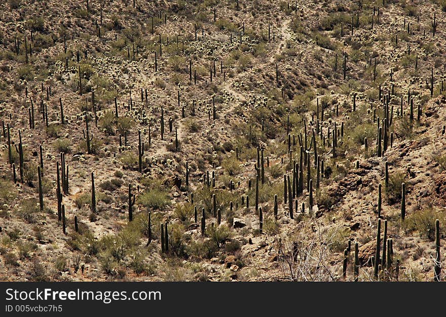 Desert trail