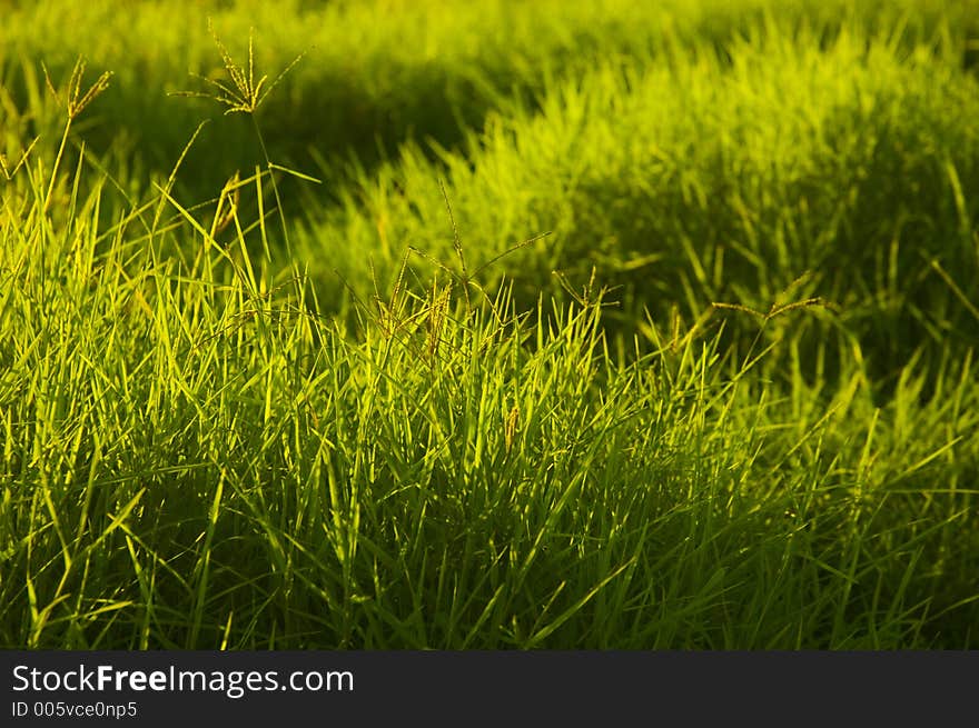 Time to mow. Time to mow