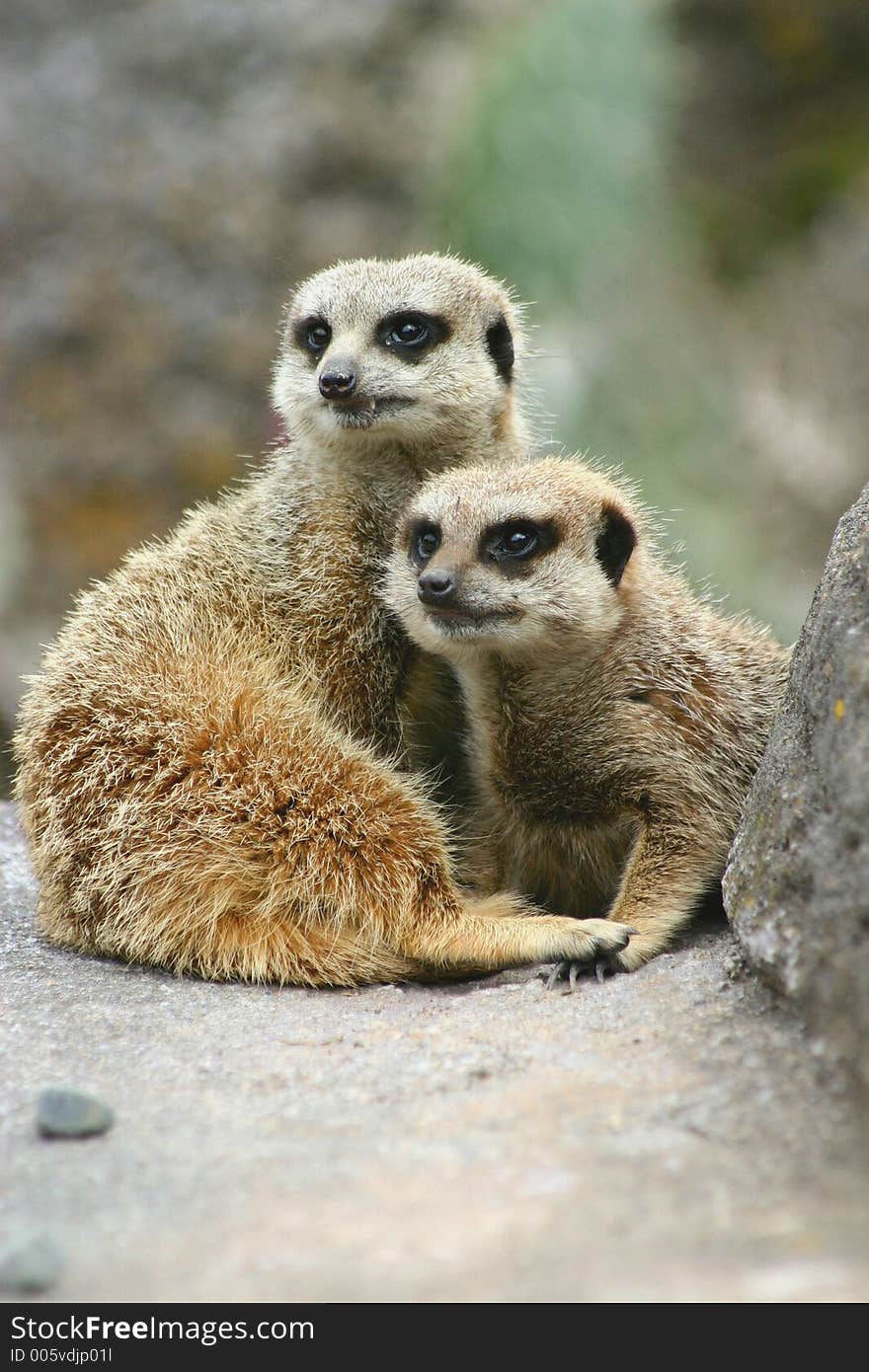 Meerkat Twins