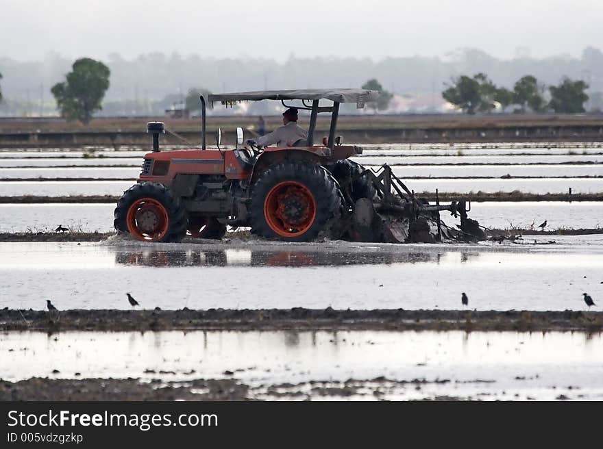 Paddy field in Sekinchan, Malaysia.