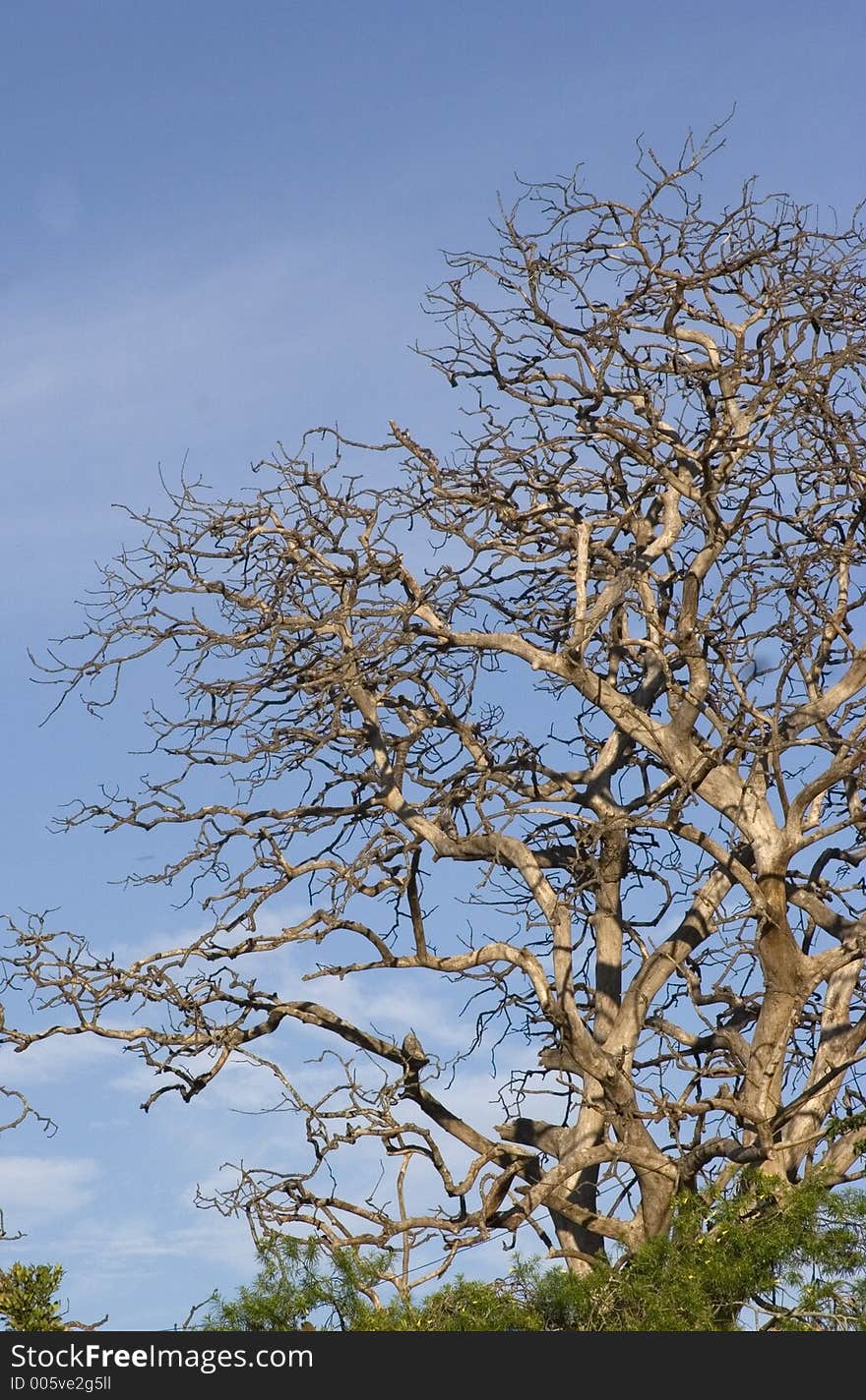 Tree branch detail.