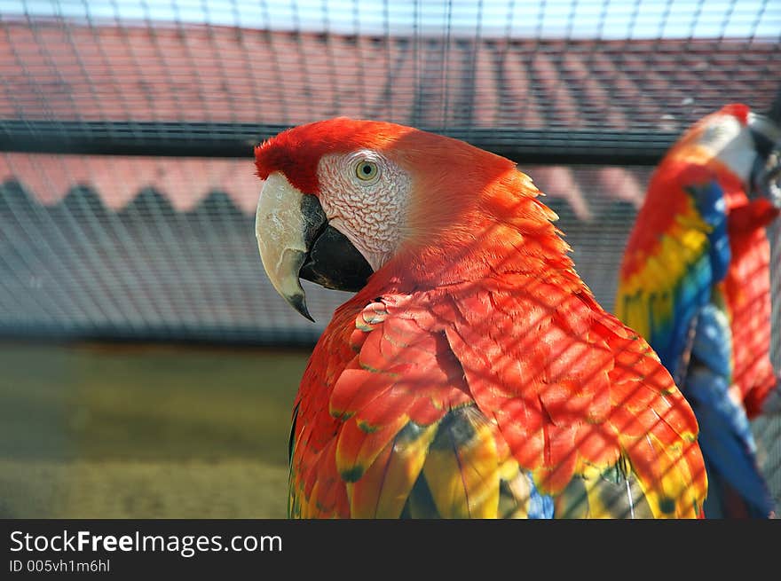 Macaw