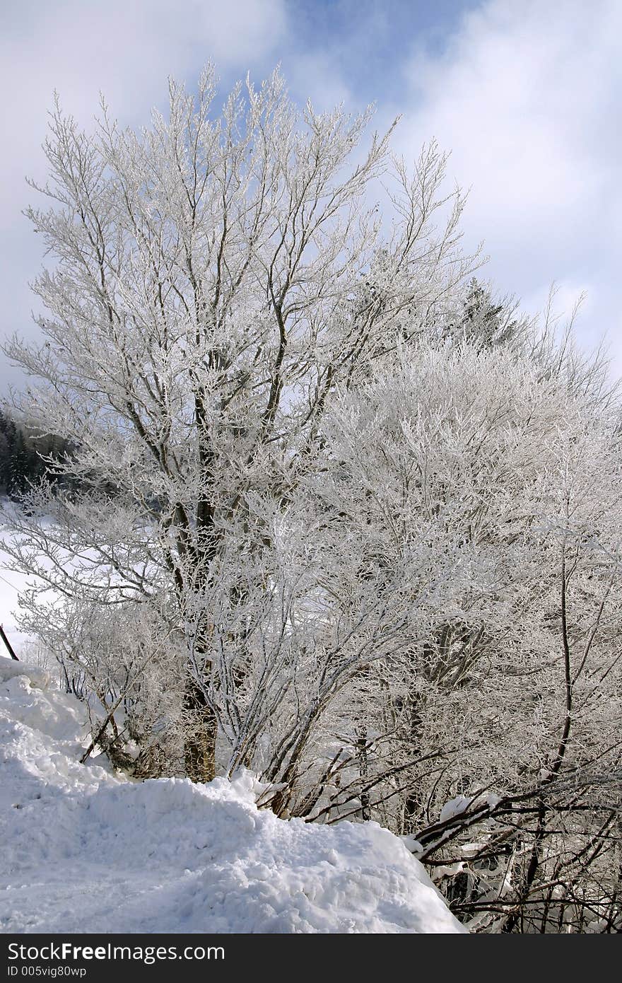 White tree