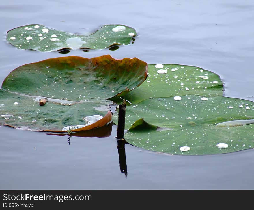 Dew on waterlilly leaves