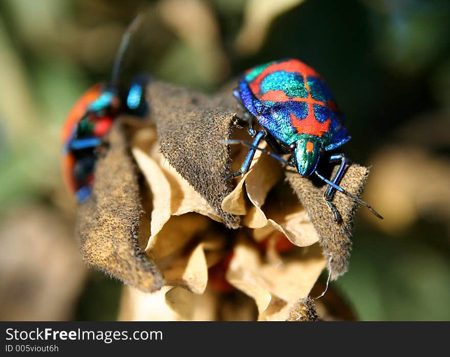 Macro shot of a harlequin cotton bug Newcastle, NSW Australia