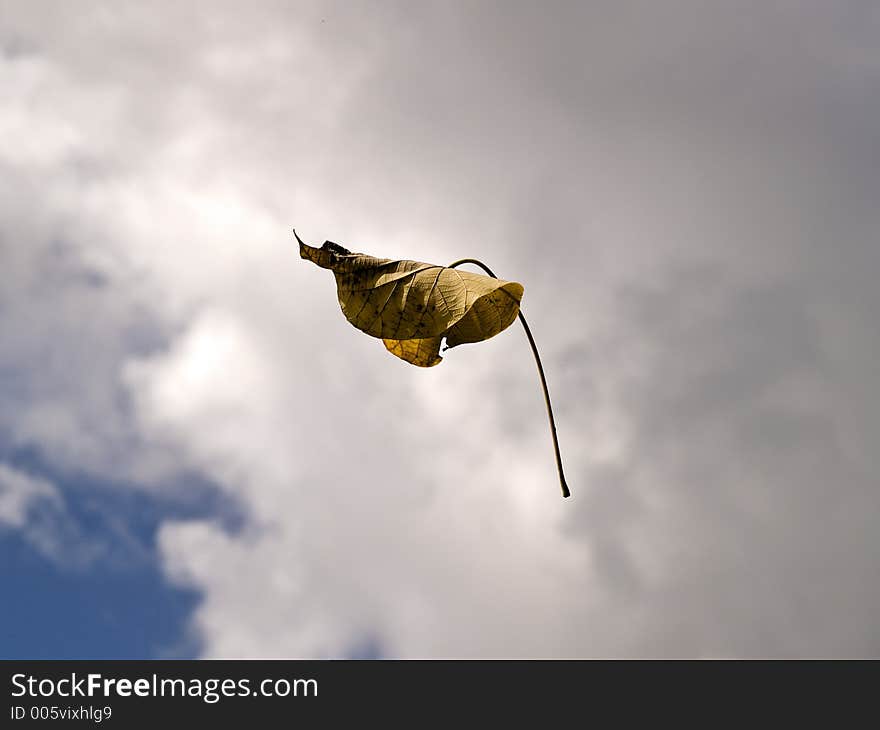 Floating Leaf