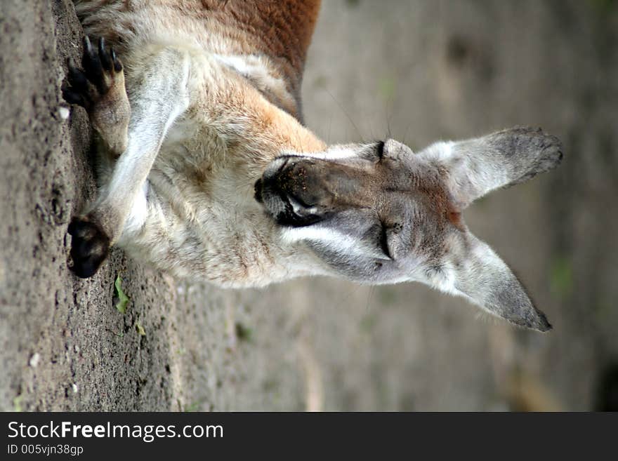 Kangaroo at the Oliwa zoo in Gdansk, Poland. Kangaroo at the Oliwa zoo in Gdansk, Poland