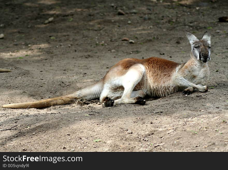 Kangaroo at the Oliwa zoo in Gdansk, Poland. Kangaroo at the Oliwa zoo in Gdansk, Poland